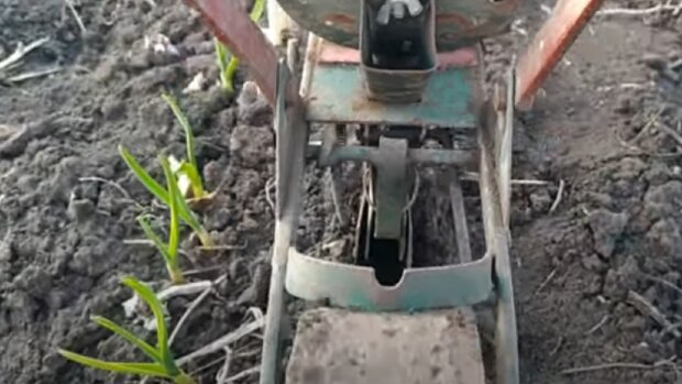 Вирощування часнику