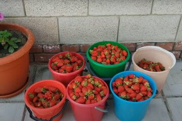 Урожай полуниці
