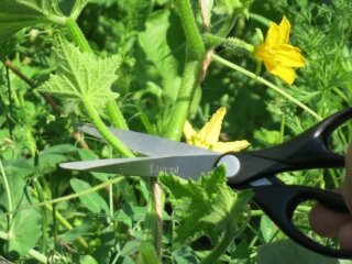 Огірки, кадр з відео