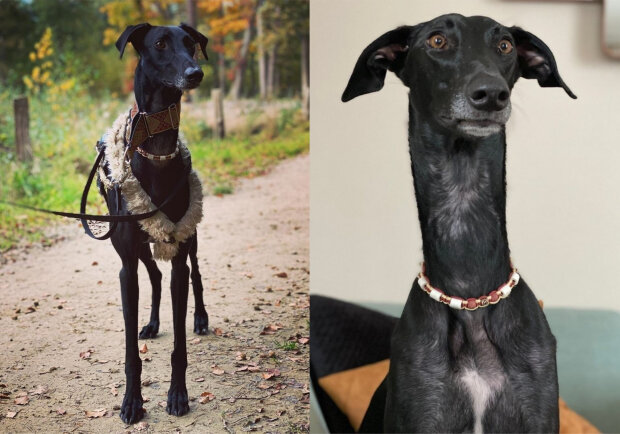 Пес-жираф стал звездой