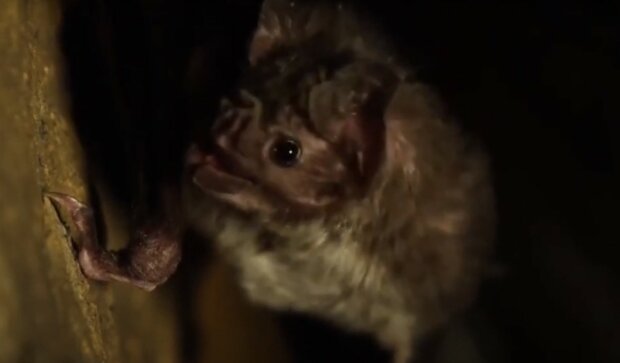 летучая мышь