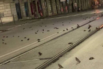 Улицы Рима после нового года усеяли сотни тел птиц