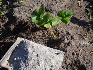 Підживлення полуниці, кадр з відео