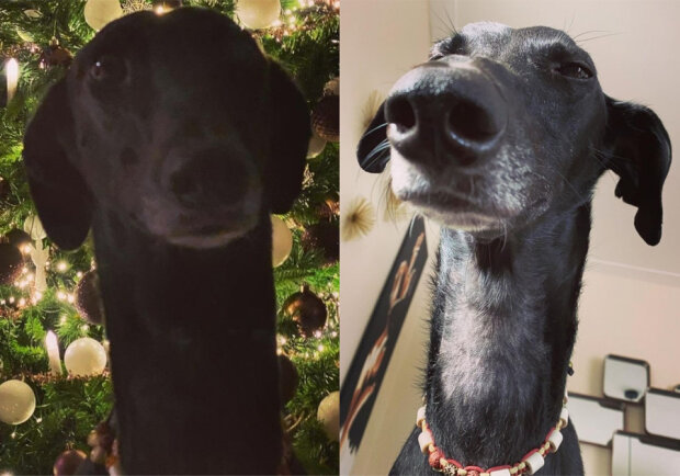 Пес-жираф стал звездой