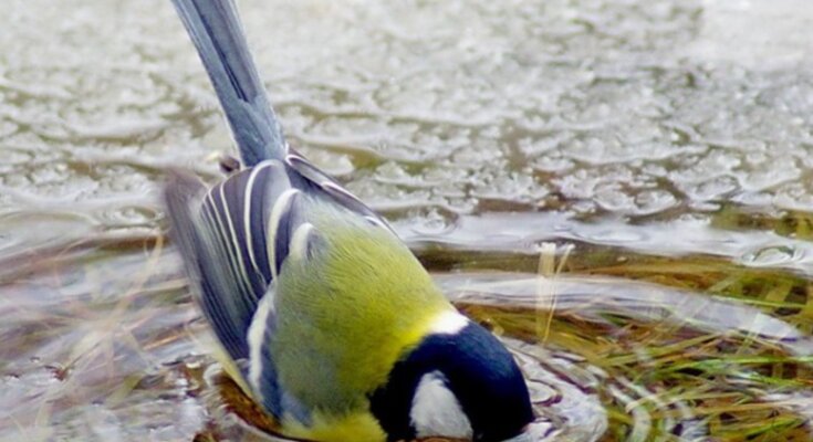 Погода, потепление, весна