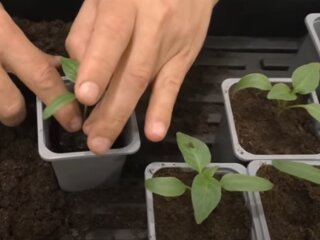 Выращивание рассады перца