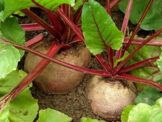 Свекла, огород, кадр из видео