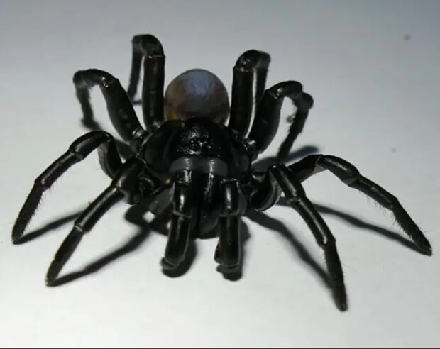 Паук-ловушка Pine Rockland