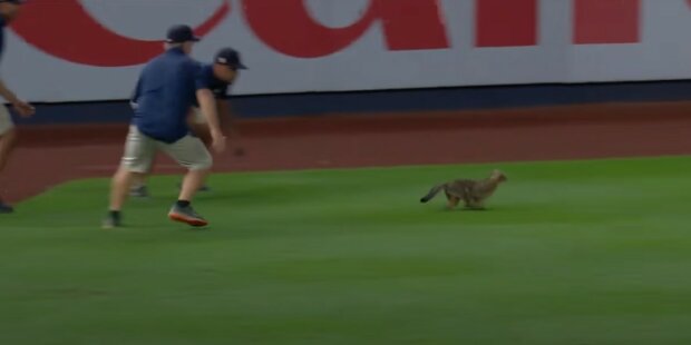 кіт увірвався на бейсбольний матч