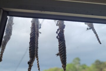 дом женщины захватили дикие осы