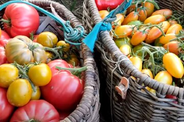 Урожай помідор