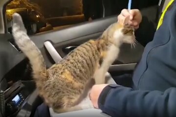Поліцейські показали напад кішки на співробітників