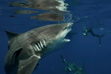 Джош Мур с гигантской акулой