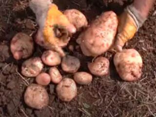 Урожай картоплі