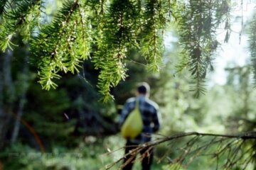 Ліс, зображення з вільних джерел