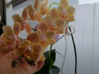 Орхідеї