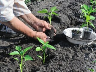 Посадка перцю, город, кадр з відео