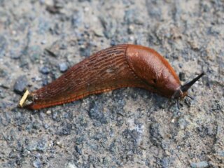 Слимак, зображення з вільних джерел