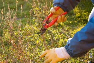 Це робити заборонено в саду: які чагарники та дерева краще не обрізати