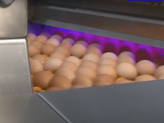 куриные яйца