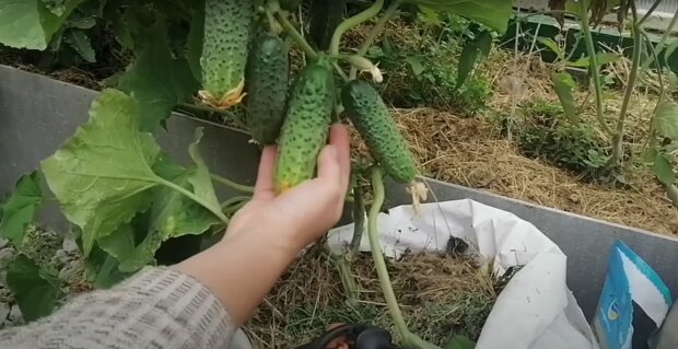 Урожай огурцов