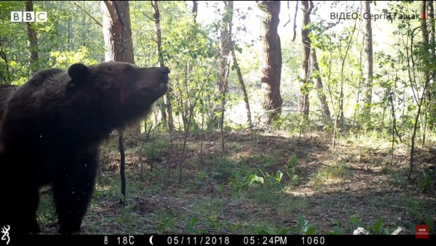 Знімок ведмедя у Чорнобильскії зоні