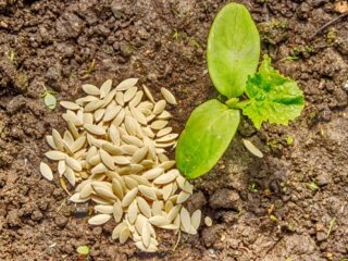 Посев огурцов, фото из свободных источников