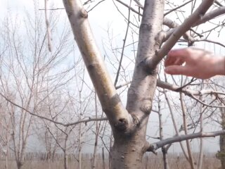 Фруктовое дерево