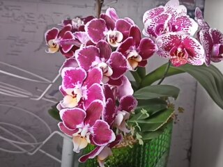 Орхідея