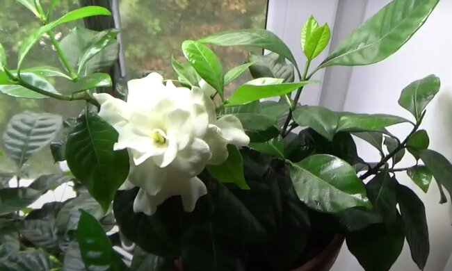 Гардения жасминовидная