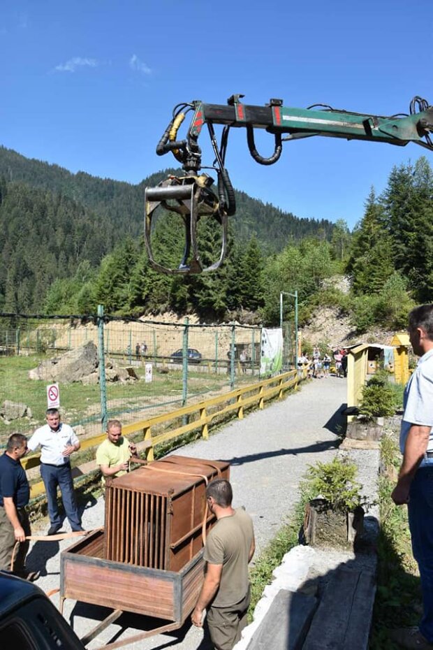 Реабілітацію на Закарпатті пройдуть два ведмеді
