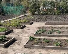 Огород: скрин из сети