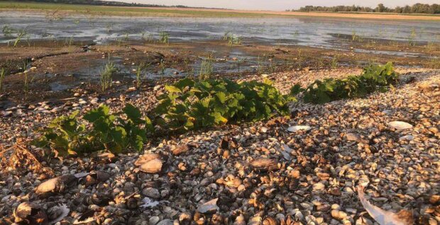 Огород на Каховском водохранилище