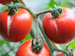 Помідори, город, кадр з відео