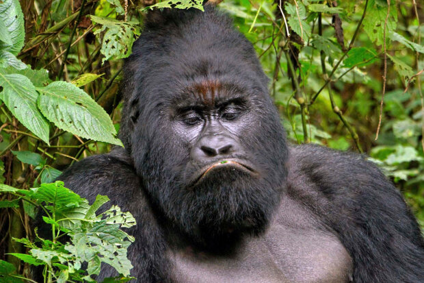 похмурі морди тварин