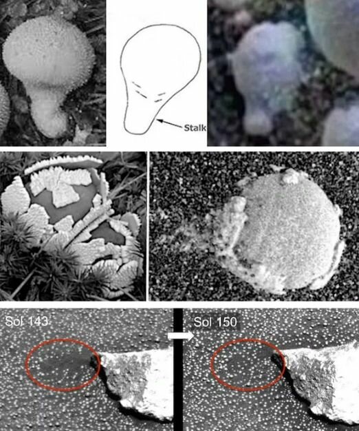 Марсианские грибы