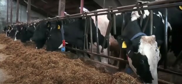корови, виробництво молока