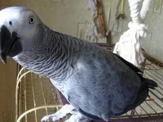 Папуга породи жако