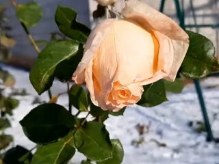 Погода, троянда, весна