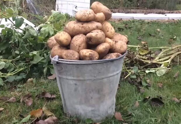 Вашому врожаю картоплі будуть заздрити: що покласти в кожну лунку перед посадкою