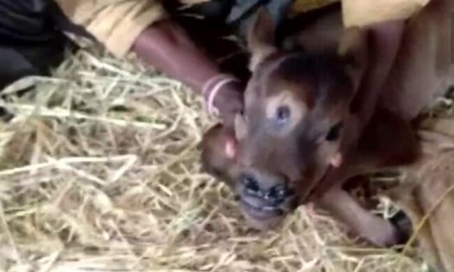 Теля-мутант