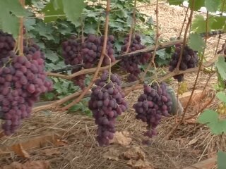 Виноград