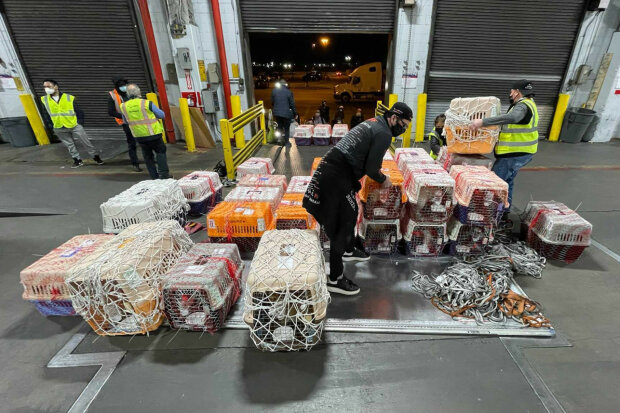 собак хотели пустить на мясо и съесть