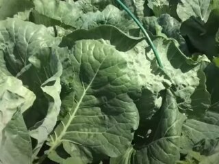 Молодая капуста