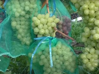 Урожай винограда