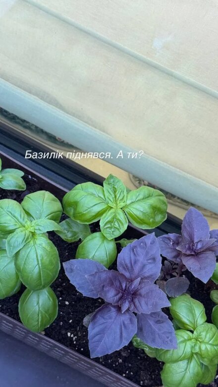 Скрін публікації Лесі Нікітюк