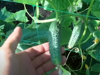 Урожай огірків