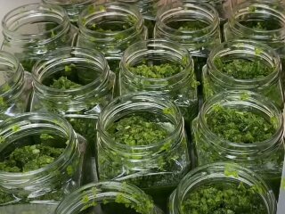 Зеленая аджика, кадр из видео