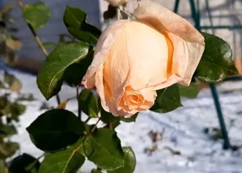 Погода, роза, весна