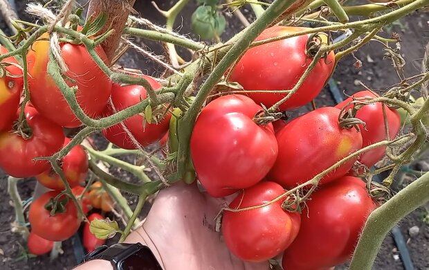Буде і на томатний сік, і на консервацію: як висадити помідори, щоб збирати їх відрами
